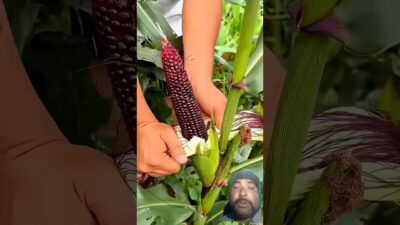 One thing about nature… she never misses #farming #shortsvideo #asmr #farmingsecrets #freshlypicked