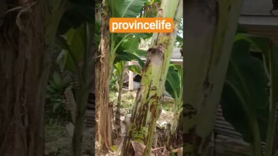 Privincelife#farming#gardening #asmr #shortvideo #nature #ytshorts
