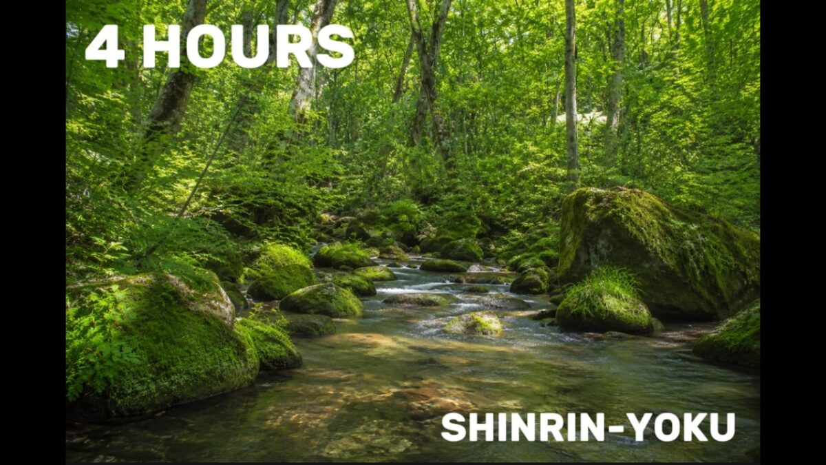 Shinrin-yoku | Forest Bathing Sounds 4 Hours| Sleep, Study & Meditation | 森林浴