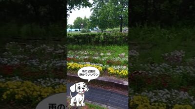 雨音と花たち。静寂の公園さんぽ。「雨の公園は静かでいいワン」雨☔️#Shorts #犬 #公園#雨の日