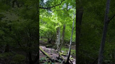 So beautiful❗️秘境の森🌳森林浴 #ASMR#relaxing #癒し音楽