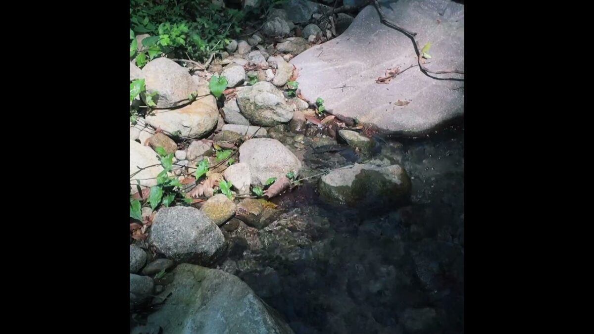 This is why I go camping. ⛺ #camping #forest #nature #asmr #outdoors