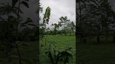 🌿 Tropical Forest Morning Sounds | Birds, Wind & Nature ASMR