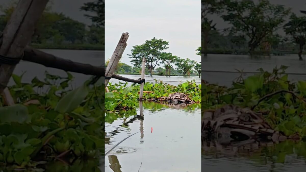 Tutorial Mancing Asyik #fishing #mamcingliar #mancingmania #nature #asmr #angler #riverfishing #asmr