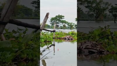 Tutorial Mancing Asyik #fishing #mamcingliar #mancingmania #nature #asmr #angler #riverfishing #asmr