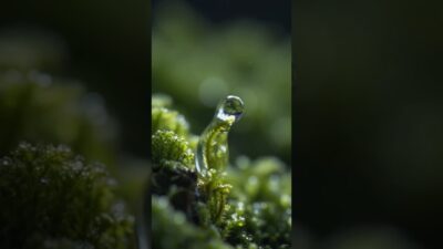 Water Droplet Climbs Up Moss… 💧🌿 | Macro ASMR #shorts #macroasmr #nature