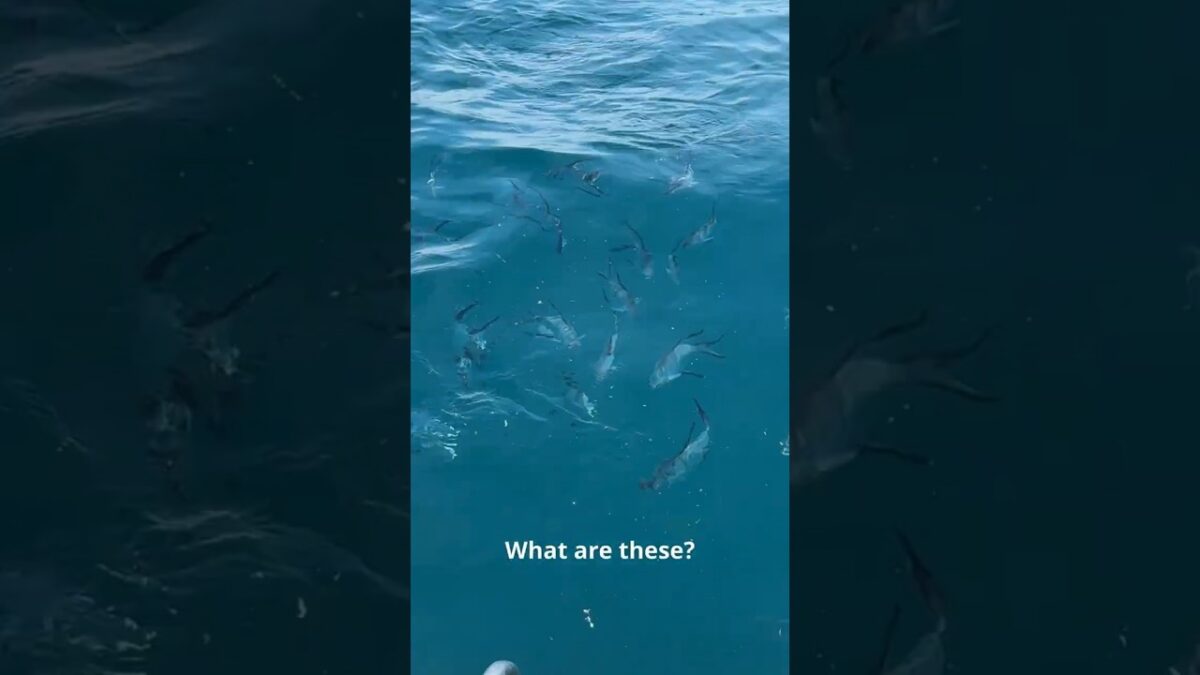 What’s In the Chum?