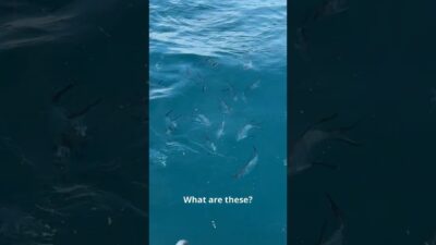 What’s In the Chum?