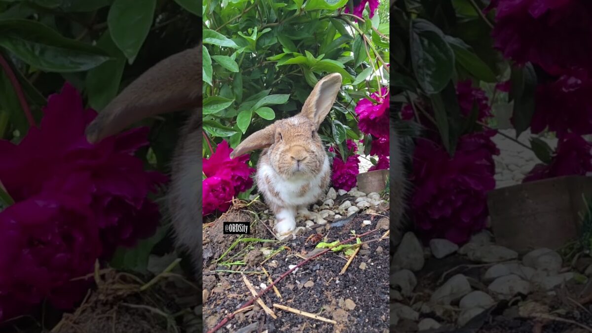 What’s in the Peonies?