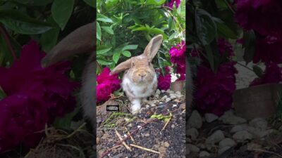 What’s in the Peonies?
