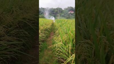 Whispers of the Wind: A Journey Through Emerald Rice Fields #nature #asmr