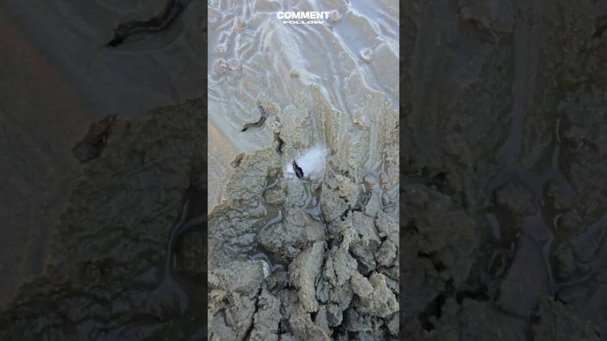 Why is he pouring salt into the sand? #fishing #clam #nature #asmr #oddlysatisfying #seafood #shorts