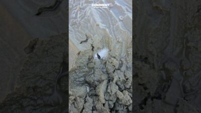 Why is he pouring salt into the sand? #fishing #clam #nature #asmr #oddlysatisfying #seafood #shorts