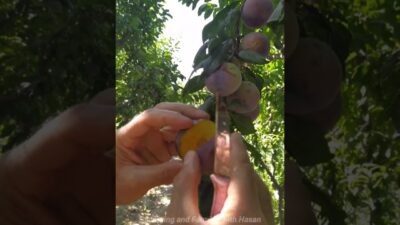 You Won’t Believe What’s Inside This Perfect Slice! #fruit #nature #asmr