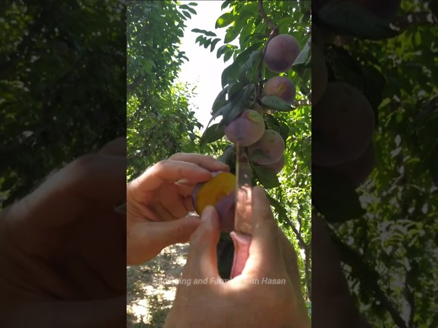 You Won’t Believe What’s Inside This Perfect Slice! #fruit #nature #asmr