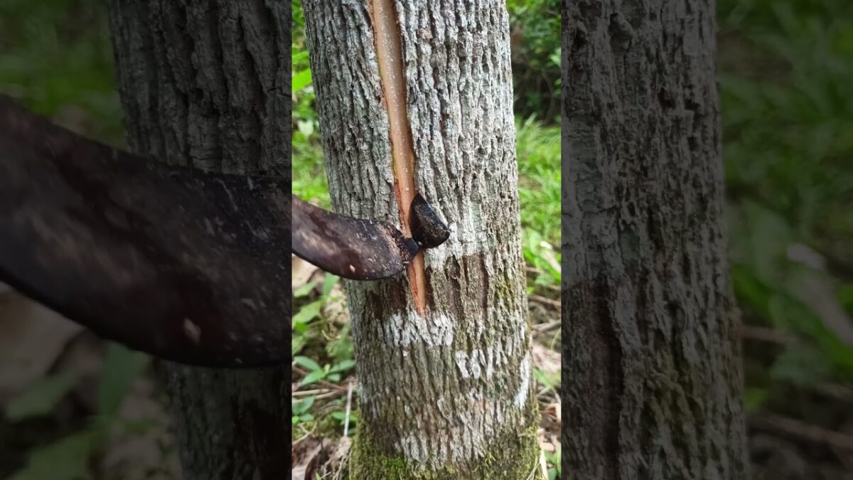#asmr #nature #rubber #rubbertreeplant