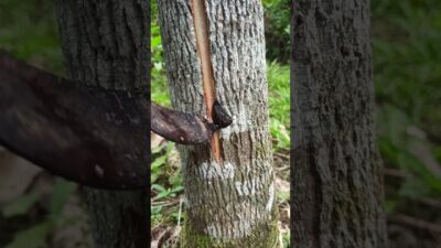 #asmr #nature #rubber #rubbertreeplant