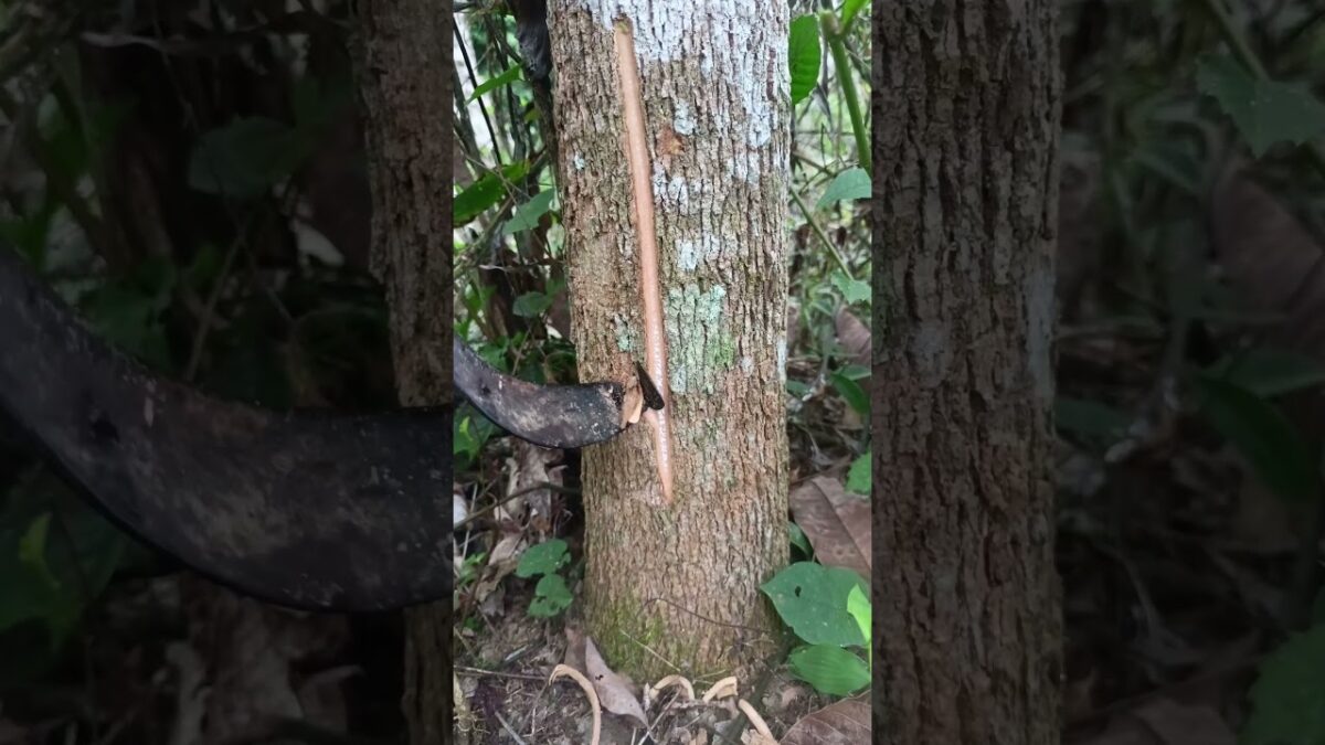 #asmr #nature #rubber #rubbertreeplant