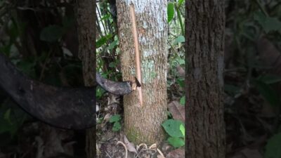 #asmr #nature #rubber #rubbertreeplant