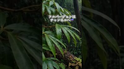 森に降る静かな雨🌧️  #睡眠用bgm #寝落ち音楽 #眠る #自然音