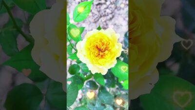 #flowers #relaxingmusic #rose #asmr #relaxingsounds