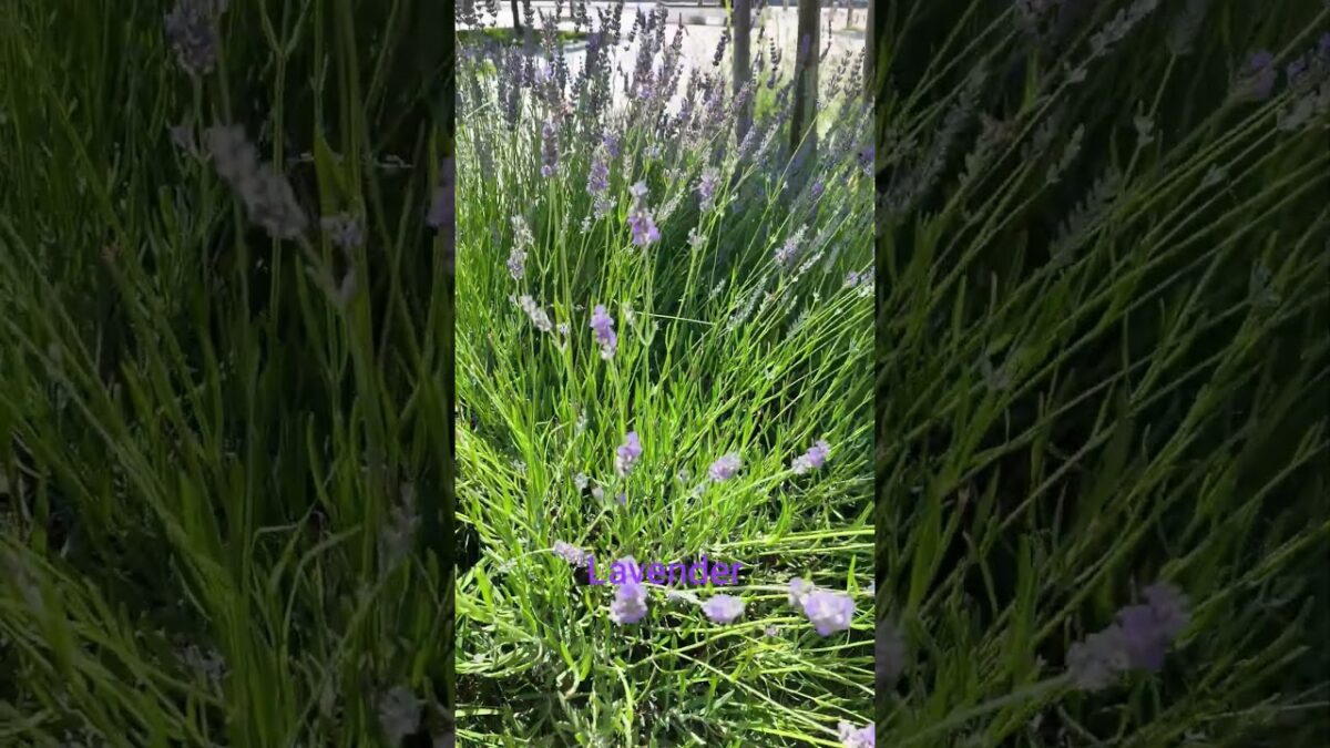 #lavender #flowers #nature #asmr #plants