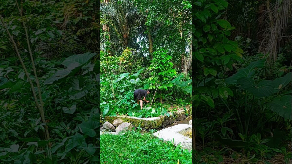 membersihkan area sumber mata air #nature #asmr
