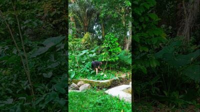 membersihkan area sumber mata air #nature #asmr
