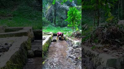 membuat tanggul air aliran sumber #nature #asmr