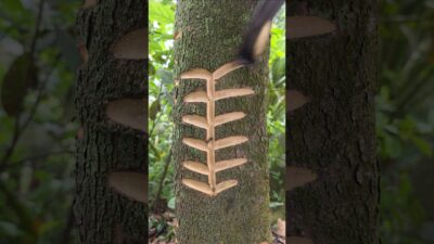tree craft👀😱(Ep-268) #shorts #satisfying #nature #craft #asmr