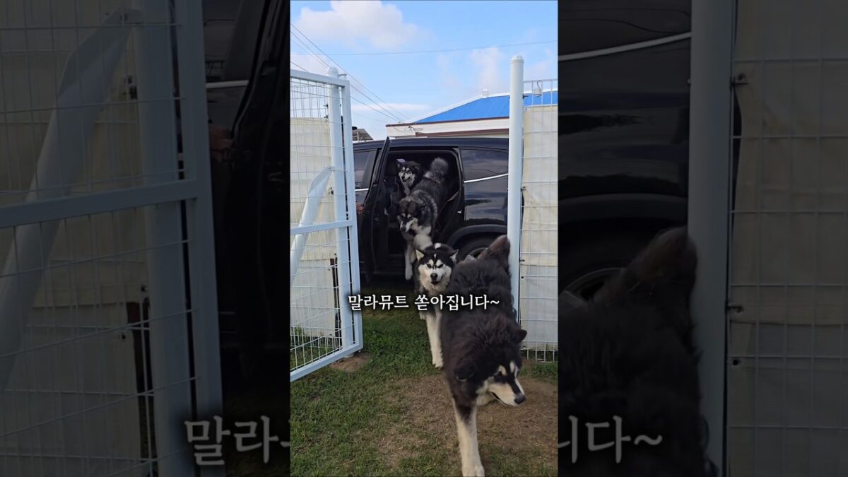 킹댕즈 아침 일상