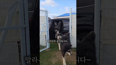 킹댕즈 아침 일상