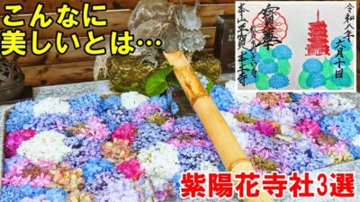 【御朱印と楽しむ紫陽花寺社巡り】花手水と絶景の紫陽花を満喫！