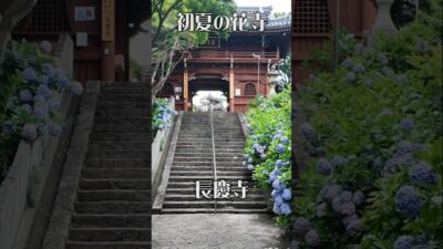 【静寂の花寺】長慶寺（大阪・泉南市）｜紫陽花が彩る初夏の古刹
