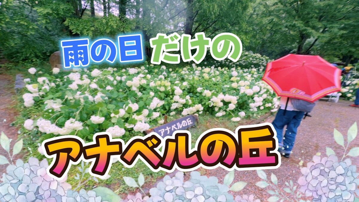 【雨音とピアノ】神戸市立森林植物園のアナベルの丘｜雨の日だけの特別な景色に癒やされる5分間