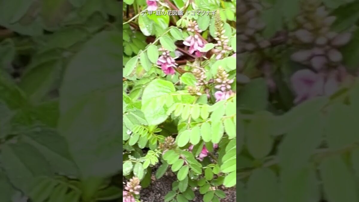 7月の庭花図鑑｜コマツナギ    #flowers #nature #asmr