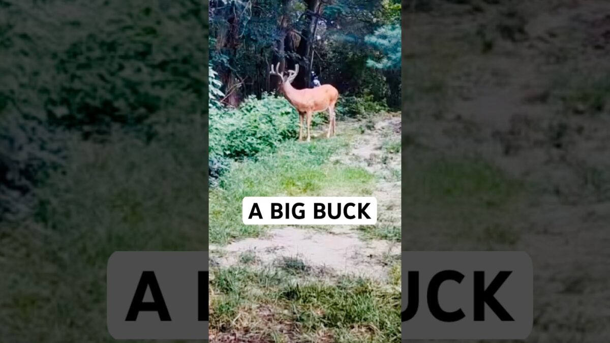 BIG BUCK !!! #asmr #viral #viralvideo #nature #wildlife #buck #deer