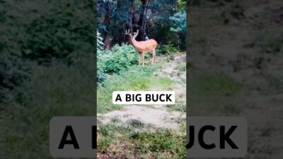 BIG BUCK !!! #asmr #viral #viralvideo #nature #wildlife #buck #deer