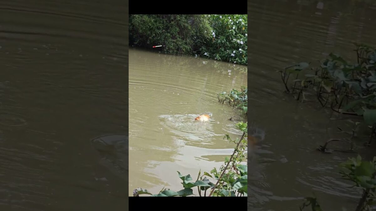 Babon ikan mas #fishing #mamcingliar #mancingmania #nature #asmr #angler #riverfishing #fyp