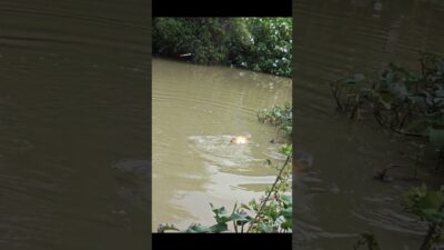 Babon ikan mas #fishing #mamcingliar #mancingmania #nature #asmr #angler #riverfishing #fyp