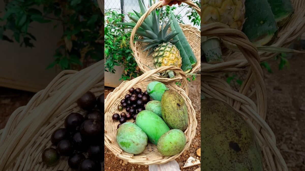 Backyard homestead harvest | Pure nature sounds. #asmr #homestead #garden #harvest #shorts
