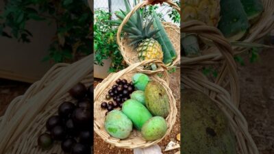 Backyard homestead harvest | Pure nature sounds. #asmr #homestead #garden #harvest #shorts