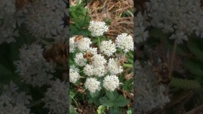 Busy Bees on Wild Summer Flowers 🐝 Nature ASMR