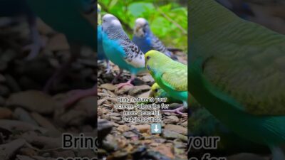 Cute Budgie Walking by the River | Peaceful Nature ASMR #budgiesounds #budgie #parrot