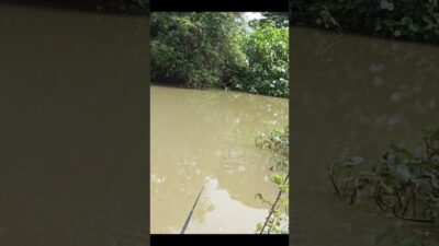 Dobel strike babon nila #fishing #mamcingliar #mancingmania #nature #asmr #angler #riverfishing #fyp