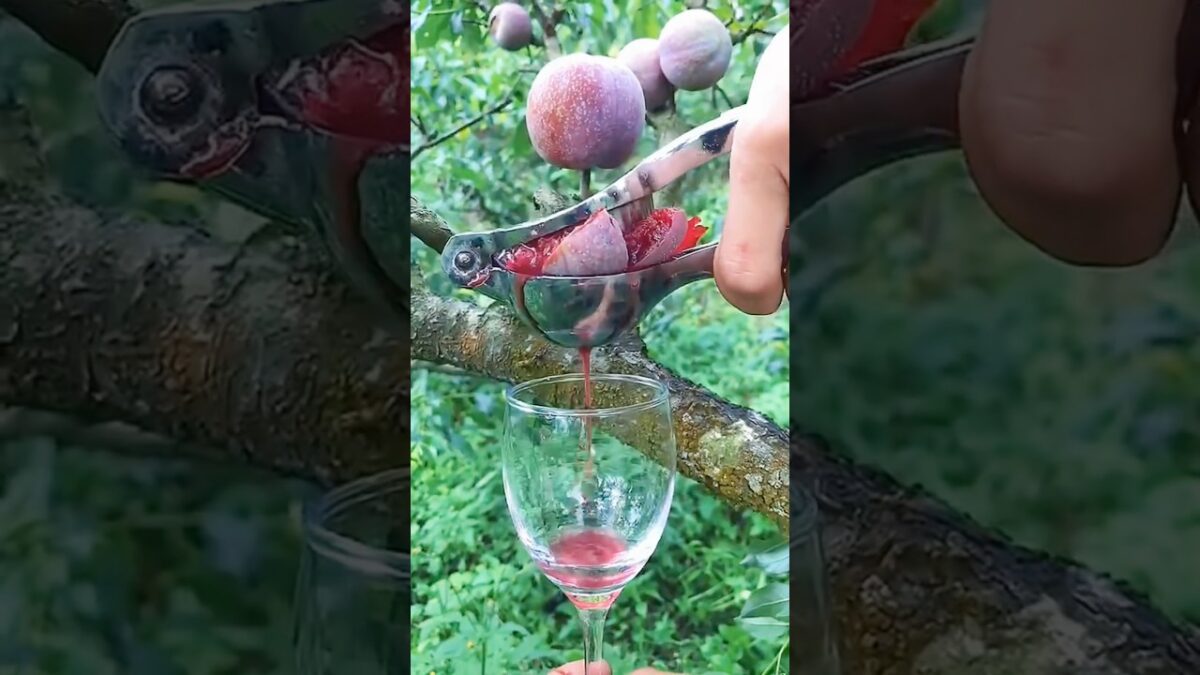 Fresh Fruit Juice Straight From the Tree! 🍷🤯
