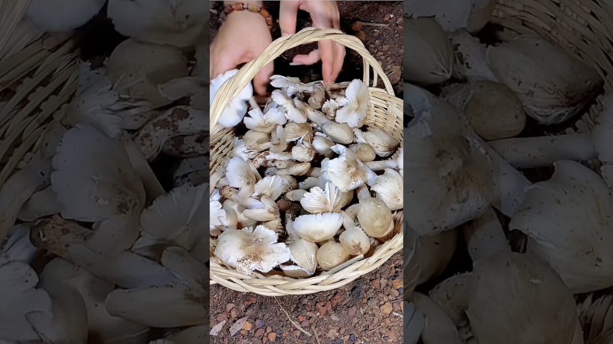Fresh termite mushrooms 🍄 Nature ASMR #Homestead #Foraging #Countryside #Shorts #Nature