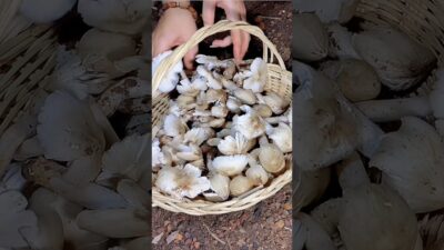 Fresh termite mushrooms 🍄 Nature ASMR #Homestead #Foraging #Countryside #Shorts #Nature