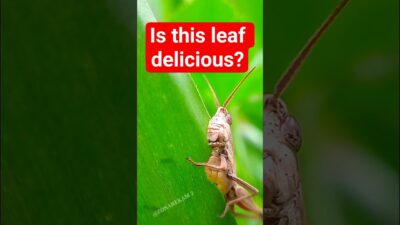 Funny Grasshopper Eating Leaf: Extreme Macro Wildlife#shorts