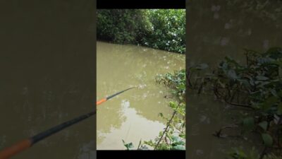 Ikan nila #fishing #mamcingliar #mancingmania #nature #asmr #angler #riverfishing #fyp